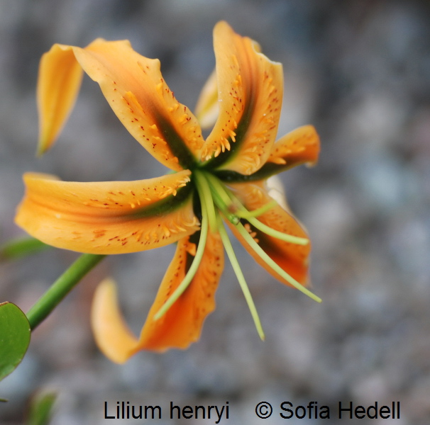 Lilium henryi, orangelilja